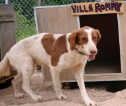 26 05 11 hundehaeuser teil1